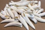 Genuine crocodile teeth